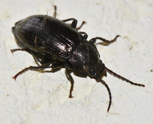 Réf. 300 399 : Stenomax aeneus